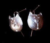911 -Boucles d' oreille tête de chat
