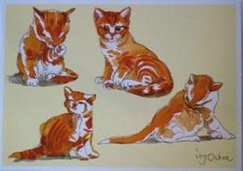 1028 -Petite toilette de chat