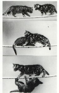 1359 -Anonyme