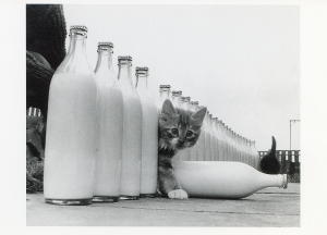 2405 -Le Paradis des chat
