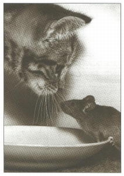 2471 -Le chaton et la souris