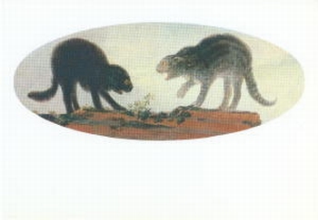 2481 -Chats se disputant sur un mur