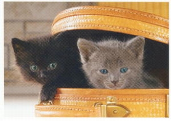 2595 -Les chatons dans la valisette