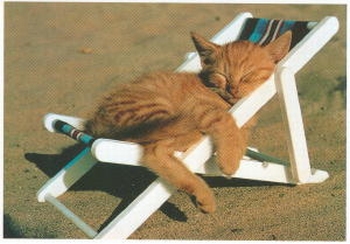3003 -Le chat au soleil