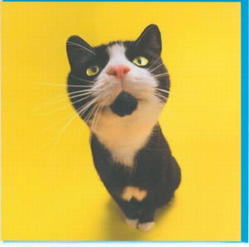 4 -Meow