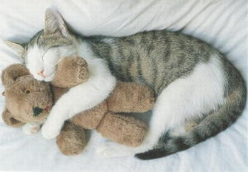 2622 -Le nounours du chat